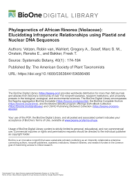 Image result for Rinorea brachypetala