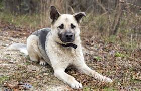 Shipping is additional and done out of huntsville international airport. German Shepherd Chow Mix Complete Guide Info Pictures Care More Pet Keen