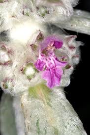 Image result for Stachys aculeolata