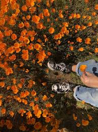 Flowers Floweraesthetic Orange Orangeaesthetic Tumblr Spring Springaesthetic Aesthetic Arthoe Orange Aesthetic Flower Aesthetic Spring Aesthetic