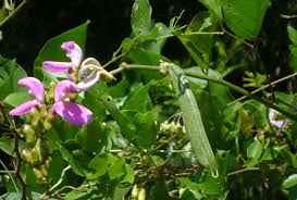 Image result for Canavalia cathartica