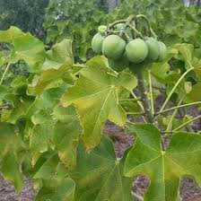 Image result for Jatropha