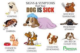 If your dog is acting sick and has a temperature above 103 f, it's time to call the vet. Primova Premium Natural Organic Pet Supplements Sick Dog Symptoms Sick Dog Remedies Dog Sick Signs