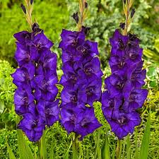 Image result for Gladiolus pretoriensis