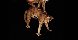 The running speed of humans and animals has long been a subject of fascination. How Can A Cat Survive A High Rise Fall Physics Wired