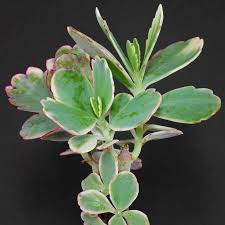 Image result for Kalanchoe fedtschenkoi