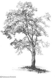 Art Nature Drawing Black And White Original Pencil Sketch Of A Single Tree Black And White Nature Art Finished In October 2012 This Or Tree Drawings Pencil Landscape Sketch Landscape Drawings