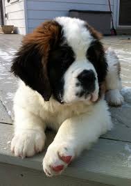 Black And White St Bernard Puppy 1 Tumblr Cute Animals Cute Dogs Loyal Dog Breeds