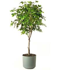 Preturi confortabile si livrare la domiciliu. Cele Mai Rezistente Flori De CamerÄƒ 6 Plante Care Nu Mor