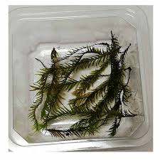 インテリアと園芸とホビーのブログ