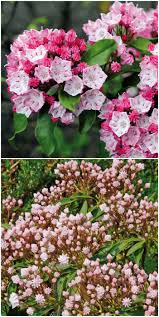 Lorbeerrose Minuet Jetzt Bestellen Bei Garten Straucher Garten Immergruner Garten Und Garten Pflanzen
