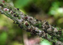 Image result for Pilostyles aethiopica