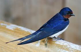 About 35% of countries worldwide have multiple national animals representing them. Barn Swallow Wikipedia