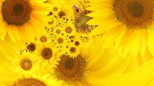 Bunga matahari pacino memiliki karakteristik pada warna bunganya yang kuning keemasan. Bunga Matahari Kuning Hd Wallpaper Desktop Layar Lebar Definisi Tinggi Fullscreen