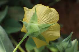Image result for Abutilon austro-africanum