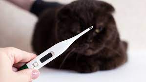 Cat Vitals Normal Heart Rate Body Temperature Respiration For Cats Cattime Cat Body Normal Heart Rate Heart Rate