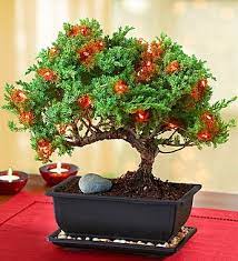 Shop latest bonsai christmas online from our range of home & garden at au.dhgate.com, free and fast delivery to australia. Add A Little Twist To Your Christmas Tradition With Our Original Merry Christmas Bonsai For Just 54 99 800 Flowers Flower Delivery Same Day Flower Delivery