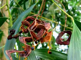 Image result for Phyllanthus ovalifolius