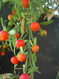 Image result for Osyris