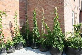 Hardy kiwi plants (actinidia arguta) present a great opportunity for cooler zone gardeners though. Growing Kiwi Fruit It S Easier Than You Think