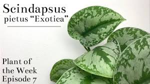 Satin pothos, silver philodendron, silver vine, silk pothos… what do all these names have in common? How To Care For Scindapsus Pictus Exotica Plant Of The Week Ep 7 Youtube