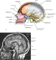 We have divided the human skeletal system, into four sections for better. Skull Radiology Key