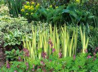 Variegated yellow sweet iris (iris pallida 'varieagata aurea') has grayish green sword shaped leaves that have a yellow stripe down the center. Iris Pseudacorus Va Stock Photo By J S Sira Image 0010218