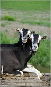 صور لـ مزرعة ماعز حيوانات المزرعة الحيوانات في الخارج ريفي قطيع Animals Goat Farming Cute Animals