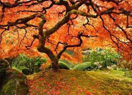 Pin By Simon Fawcett On For The Love Of Trees Portland Japanese Garden Maple Tree Japanese Garden Design
