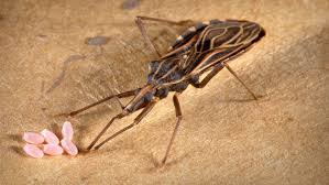 Chagas Disease More Prevalent In U S Than Thought Nova Pbs Nova Pbs