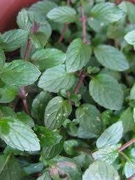 What Is The Difference Between Spearmint And Peppermint Peppermint Plants Spearmint Herbs