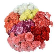 Maybe you would like to learn more about one of these? Carnation Flowers 1 000 Stems J R Roses Wholesale Flowers