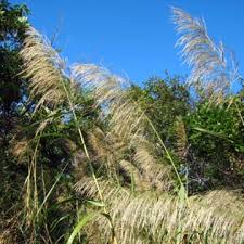 Image result for Nesaea rautanenii