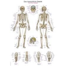 Want to learn more about it? Chart The Human Skeleton