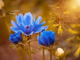 Cemeteries in Orange Park, Florida