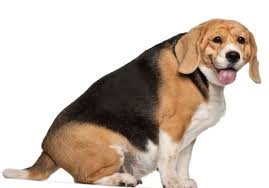 overweight beagle