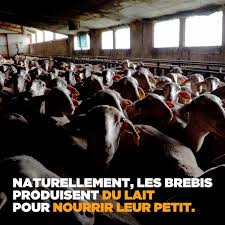 Pin On Pourquoi Vegan
