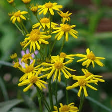 Image result for Senecio sp.no.1