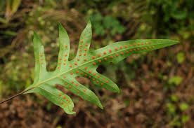 Image result for Microsorum scolopendria