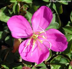 Image result for Dissotis multiflora