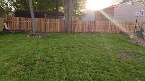 Reseeded The Backyard With Kentucky Blue Grass Partially Shaded High Terrain Dry Soil Grass Seed 57 Grass Seed Backyard Soil