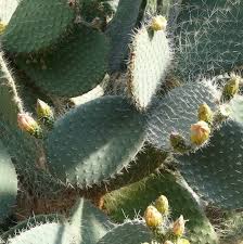 Image result for Opuntia