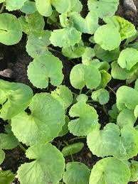 Image result for Centella glabrata