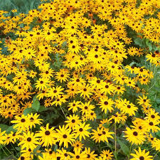 Maybe you would like to learn more about one of these? Black Eyed Susan Rudbeckia Fulgida Goldsturm High Country Gardens