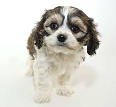 Find cavachon puppies for sale with pictures from reputable cavachon breeders. All You Need To Know About The Adorable Cavachon Animalso