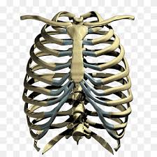 The rib cage is a primarily protective structure, encircling the heart and lungs. Rib Cage Organ Thoracic Cavity Internal Thoracic Artery Organs Heart Lung Anatomy Png Pngwing