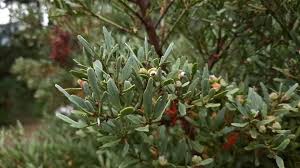 Image result for Phyllocladus