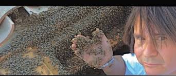 PALM DESERT: Spring's the buzzy season for 'bee whisperer'