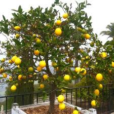 Limon ağacı hem görsel bir şenliktir hem de limon ağacı yetiştirerek kendi limonunuzu kendiniz yetiştirebilirsiniz. Ruyada Limon Agaci Gormek Ne Anlama Gelir