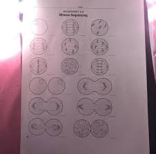 Meiosis 1 and meiosis 2 worksheet answer key is a sheet of paper containing responsibilities or issues which can be designed to be achieved by students. Mitosis Sequencing Worksheet Answers 39 Preschool Worksheet Gallery